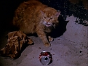 Manimal01x03-102.jpg
