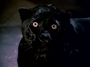 Manimal01x03-154.jpg